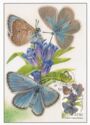 Alcon Large Blue Rebel (Phengaris alcon rebeli) 